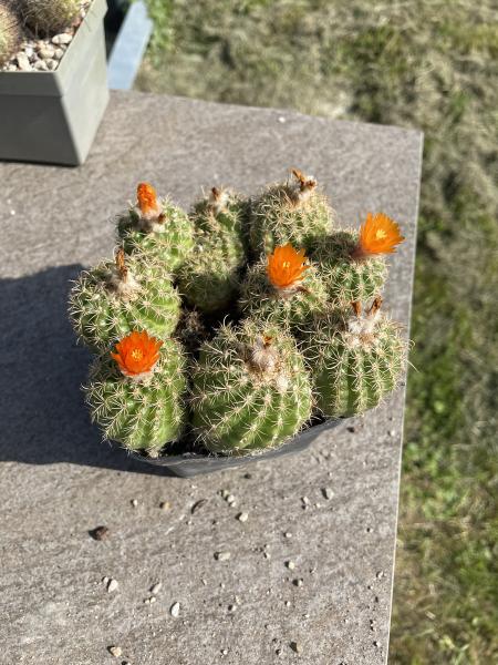 Parodia spec. orange